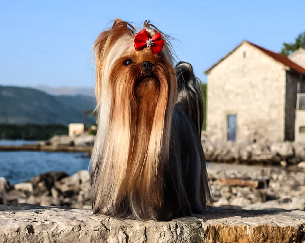  KIND OF LOVE SM SREBRNE MARZENIE — Labaza DogPedigree YorkshireTerrier